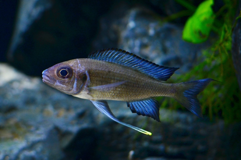 Ophthalmotilapia sp. 'paranasuta' Nyanza-Lac